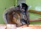 動物図鑑・クロキツネザルの写真 1